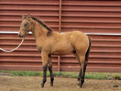 Top Gun Sedge JW <BR> AQHA 6096623